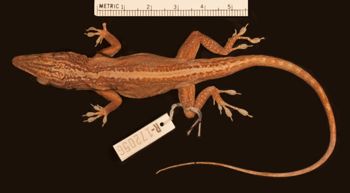 Media type: image;   Herpetology R-172056